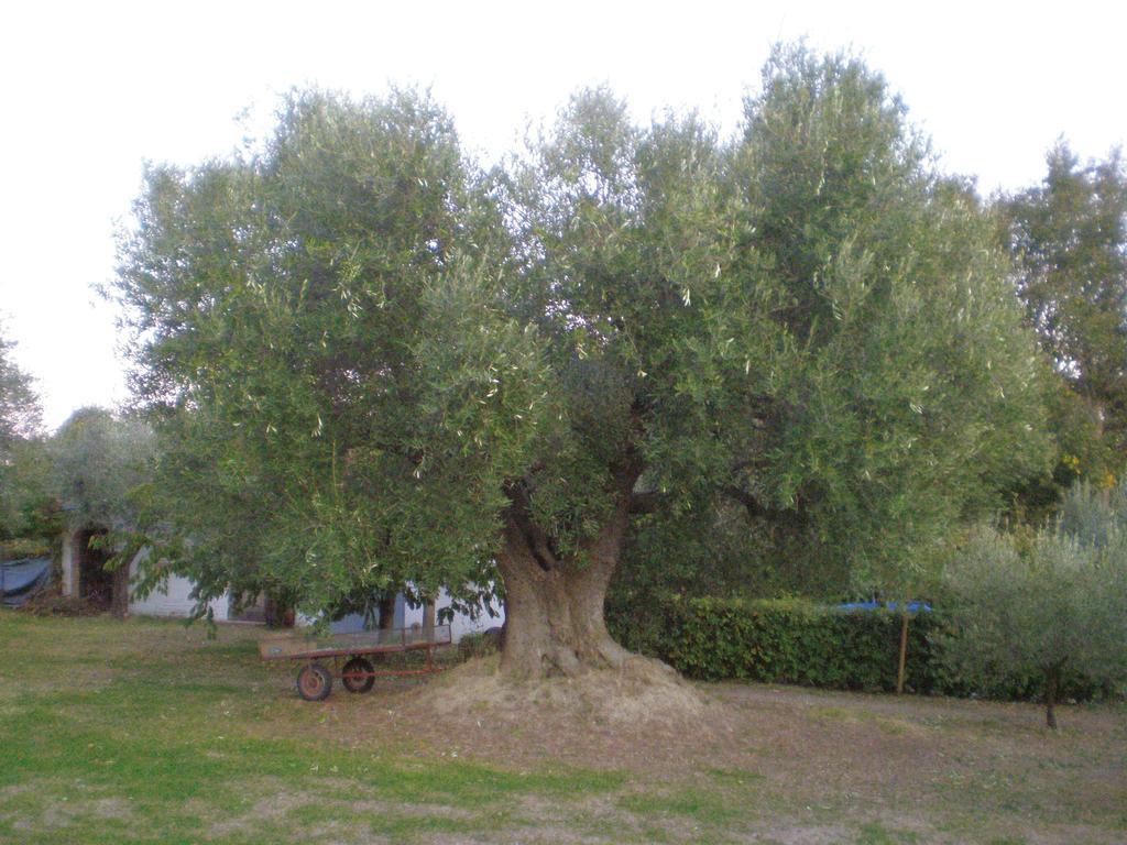 Montignano Trecentolivi B&B מראה חיצוני תמונה